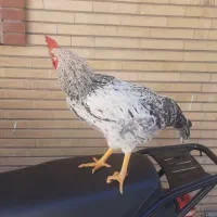 خروس سالم و سرحال