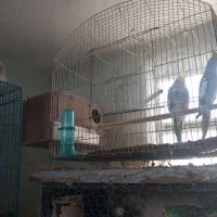 پرنده نیکشهر کوتوله و عروس هلندی|پرنده|نیک شهر, |دیوار