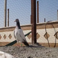 کفتر تیدی|پرنده|میناب, |دیوار