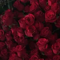 پارتنر گفتگو