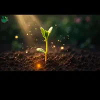 تخم گیاهان دارویئ|خوردنی و آشامیدنی|ارومیه, |دیوار