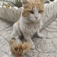 واگذاری رایگان گربه