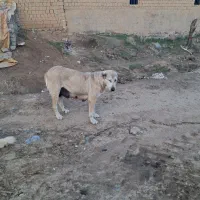 سگ ماده پژدر