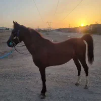 فروش نریان کرد نوه کامران قدیری