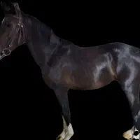 اسب خارجی پرشی