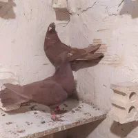 کبوتر|پرنده|فشاپویه, |دیوار