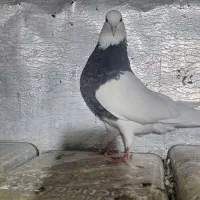 طوقی|پرنده|کنگاور, |دیوار