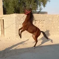 فروش اسب مادیون سه ساله|اسب و تجهیزات اسبسواری|جناح, |دیوار