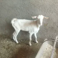 بزسانان کچل جوان