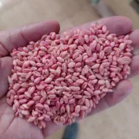 گندم بوجاری شده