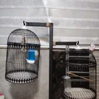 ۲ عدد قفس به همراه پایه