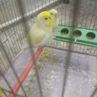 مرغ عشق رنگ خاص|پرنده|شهریار, شهرک بهاران (ویره)|دیوار