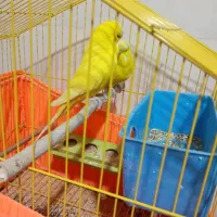 ۴ جفت مرغ عشق انگلیسی