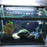 آکواریوم شرکتی شیشه خم با لوازم و ماهی|ماهی|قم, حنیف نژاد|دیوار