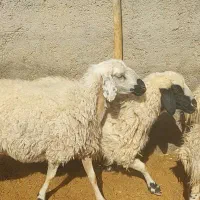 میش عراقی شکم اول و دوم