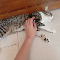 حیوانات خانگی|گربه|اندیشه, شهرک مریم|دیوار