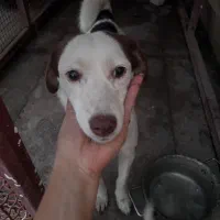 سگ پاکوتاه|سگ|چهارباغ, |دیوار