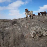 بز پاکستانی|حیوانات مزرعه|نمین, |دیوار