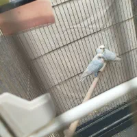 مرغ عشق به شرط