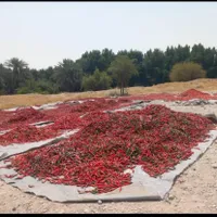 فلفل قرمز خریداریم