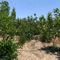 باغچه-خوشنام