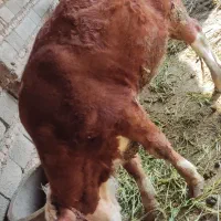 گاو قربانی