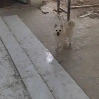 پامر|سگ|پاکدشت, پاکدشت (مامازند)|دیوار