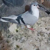 کفتر گرفتنی