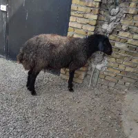 بره نر