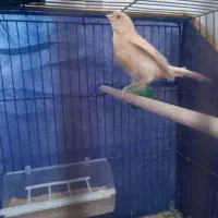 ماده قناری اماده۱۵۰۰|پرنده|کرمان, |دیوار