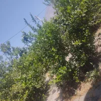 زمین-مسکونی