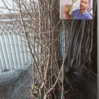 نهال دوساله|خدمات باغبانی و درختکاری|مراغه, |دیوار