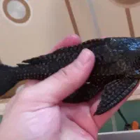 کت فیش بزرگ