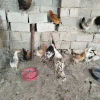 چهار عدد بوقلمون محلی