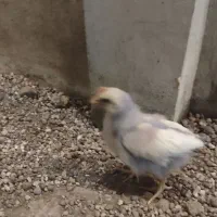 جوجه رنگی ۱ماه