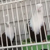 24جفت پا جفتی کبوتر رنگی