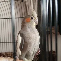 عروس هلندی ماده