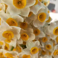 گل نرگس|گل و گیاه طبیعی|شیراز, شهرک بهار|دیوار