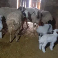 13تا شیشک و شیک میش.|حیوانات مزرعه|خوانسار, |دیوار