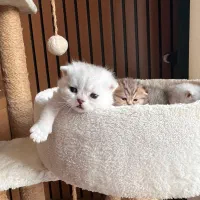 ۵ قلاده گربه اصیل اسکاتیش|گربه|چالوس, |دیوار