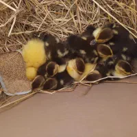 فروش بچه اردک اسراییلی