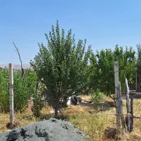 باغ مثمر 6 ساله|فروش زمین و ملک کلنگی|بیلوار, |دیوار