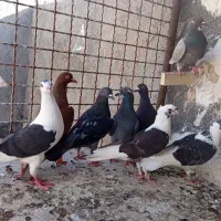 9تا ماده پرشی به شرط