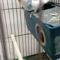 مرغ عشق ماده