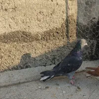 کفتر|پرنده|میانه, |دیوار