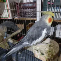 عروس هلندی|پرنده|ملکان, |دیوار