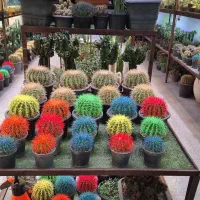 باغبانی باغچه گلدون وهرسکاری سم پاشی  گیاهان