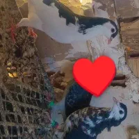 ماده افشون و جوجه اش چپ پاک