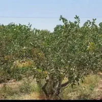 ۲۸۰ قصب زمین پسته ای به همراه نیم حبه آب