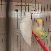 کوتوله نر و ماده